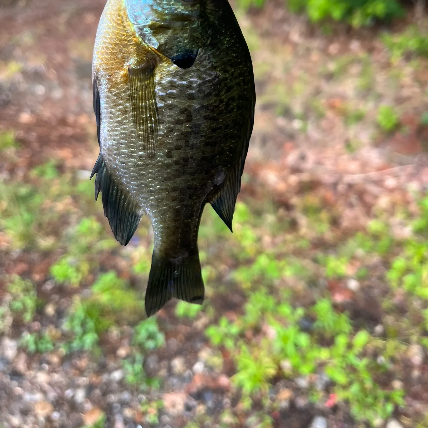 Bluegill caught on Fishbrain