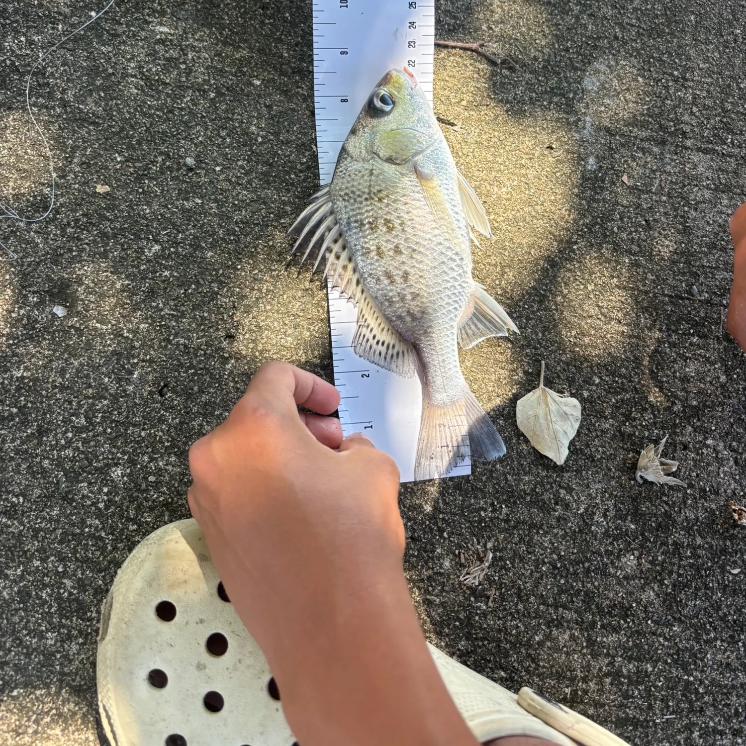 The most recent Javelin grunter catches on Fishbrain