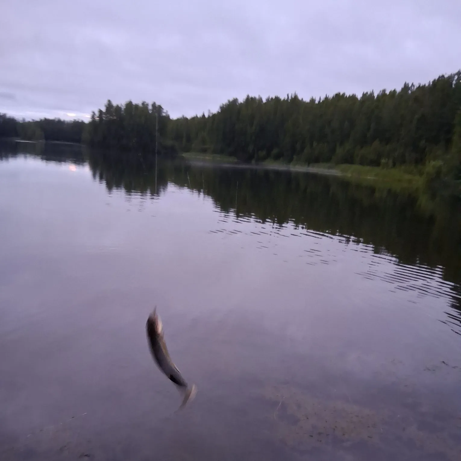 Rainbow trout caught on Fishbrain