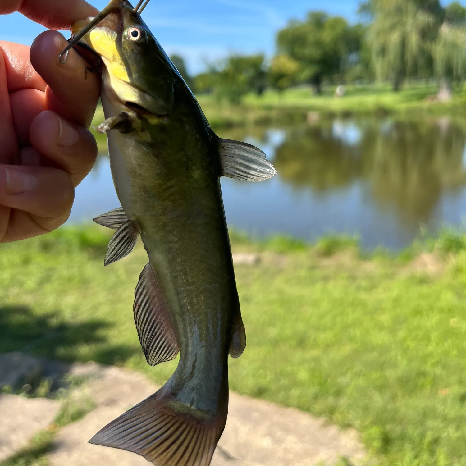 Yellow bullhead caught on Fishbrain