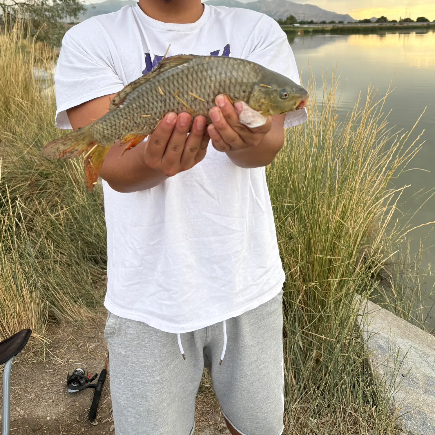 Common carp caught on Fishbrain