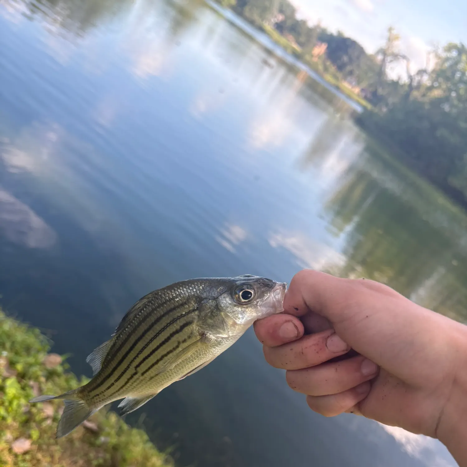 Yellow bass caught on Fishbrain