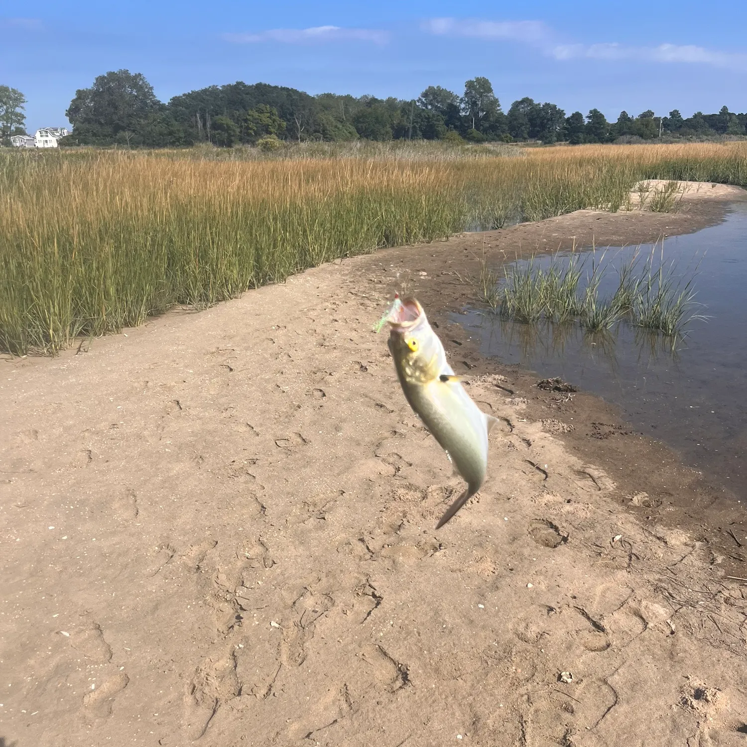 Bluefish caught on Fishbrain