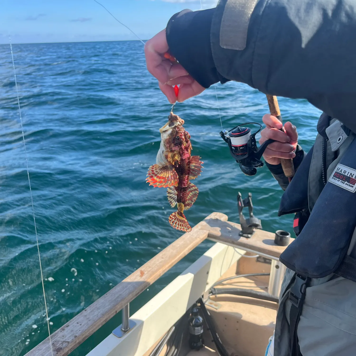 The most recent Cabezon catches on Fishbrain