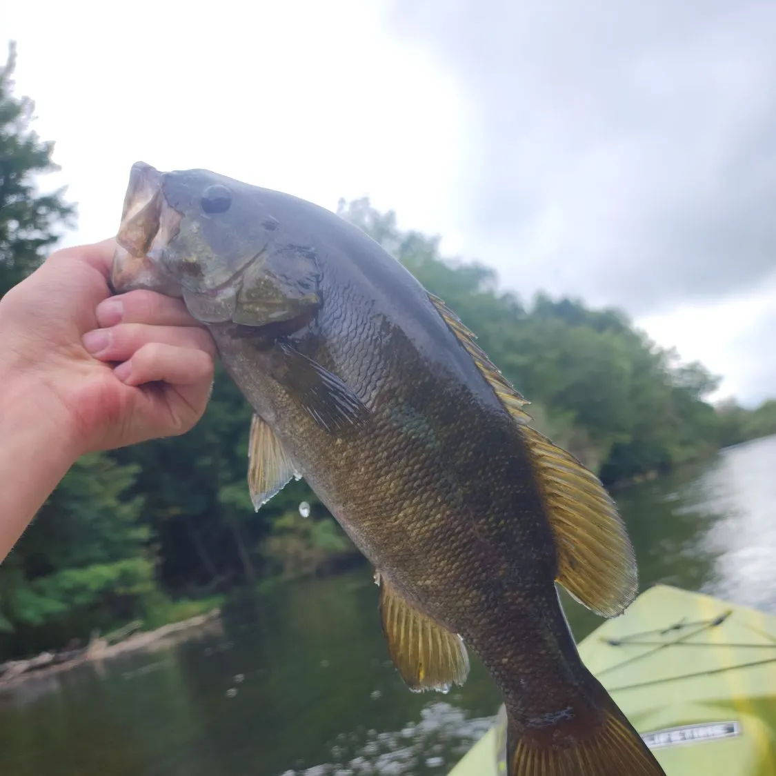 Smallmouth bass caught on Fishbrain