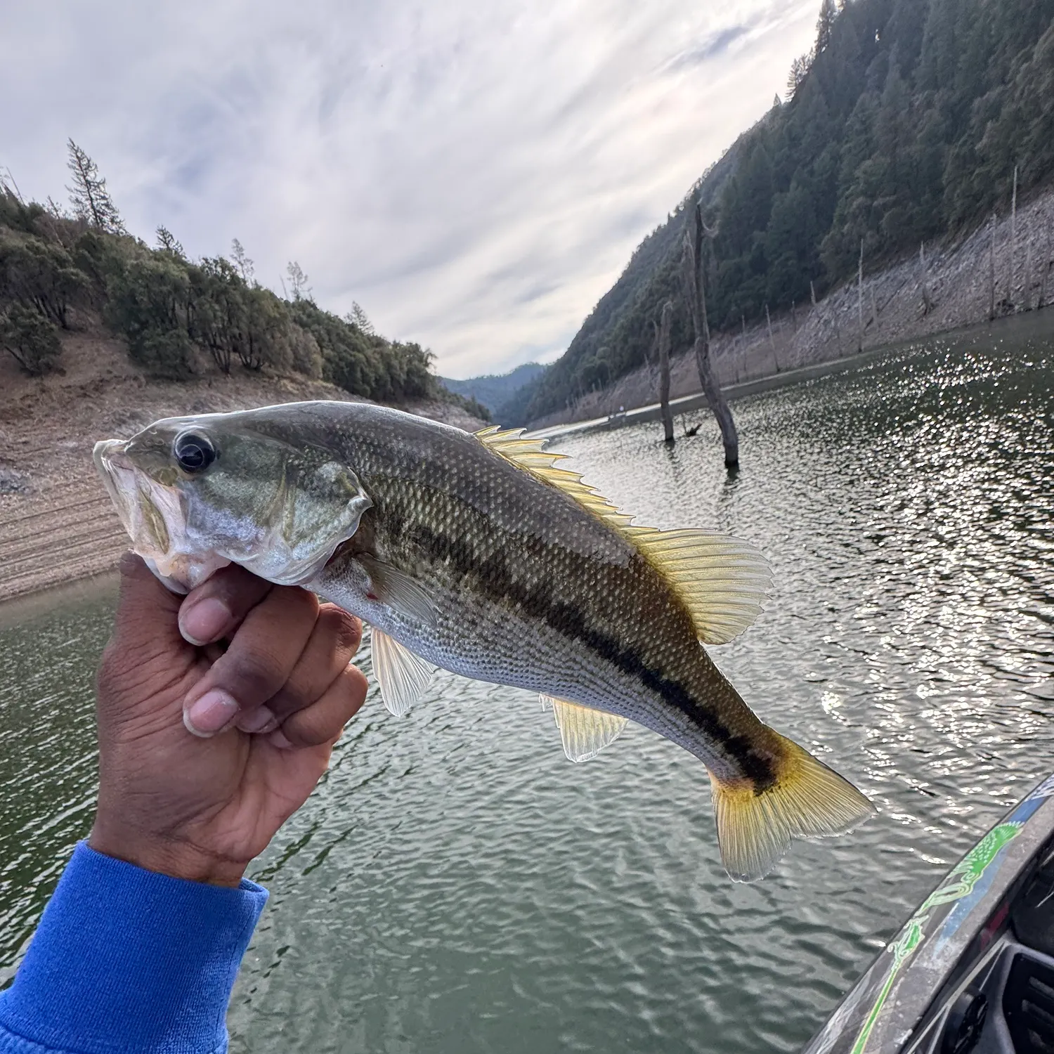 Spotted bass caught on Fishbrain