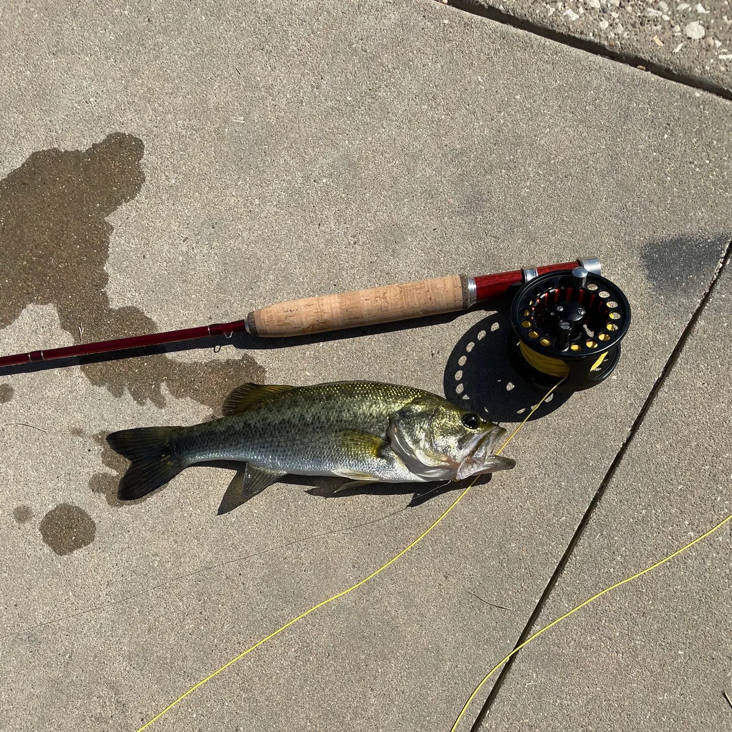 Largemouth bass caught on Fishbrain