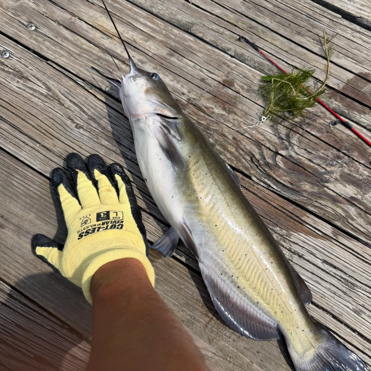 Channel catfish caught on Fishbrain