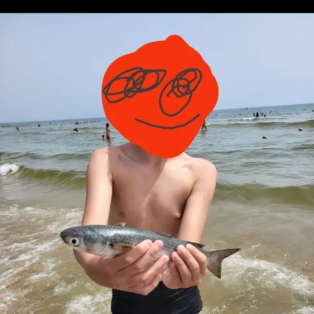 The most recent South African striped mullet catches on Fishbrain