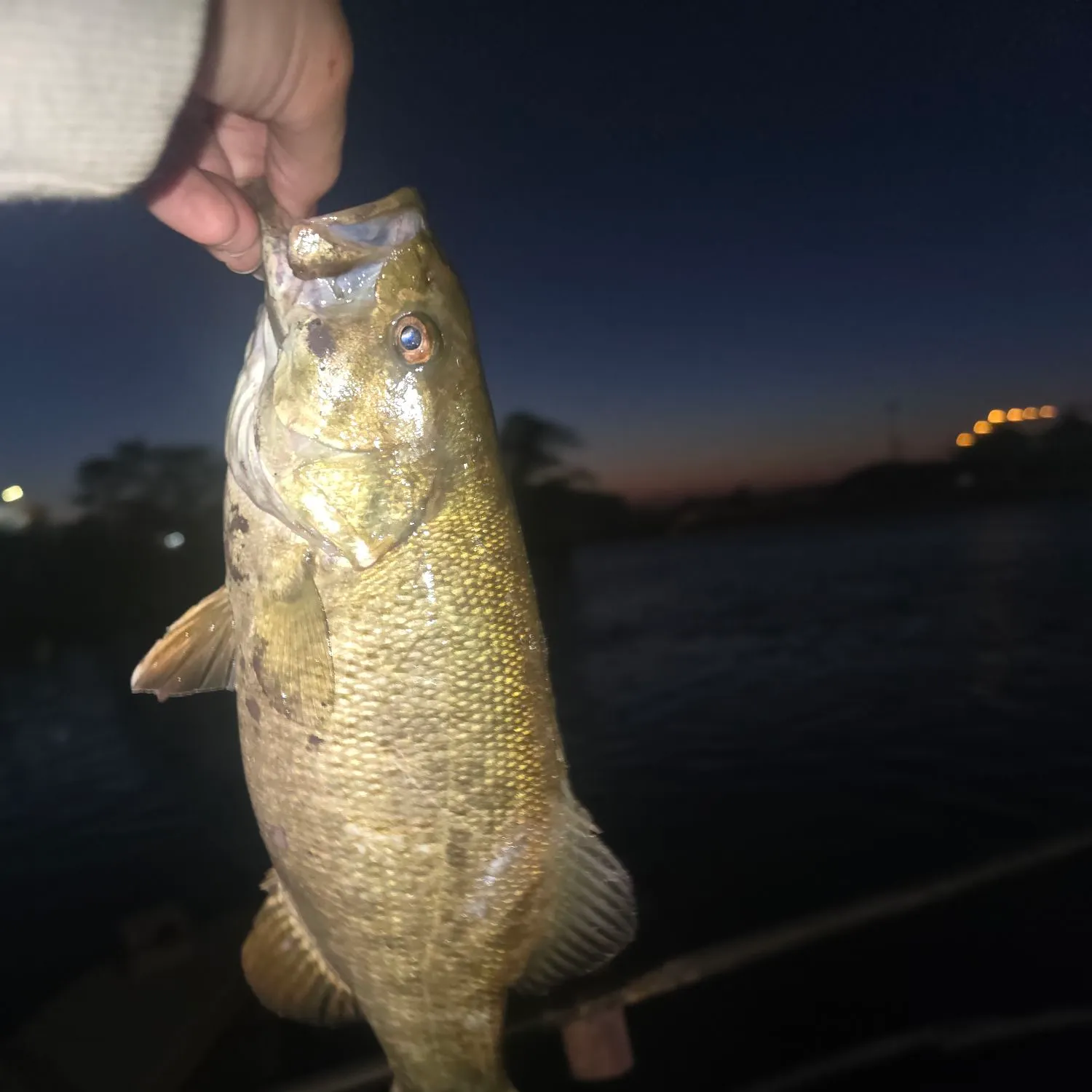 Smallmouth bass caught on Fishbrain