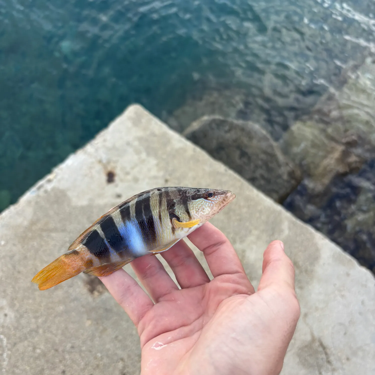 The most recent Painted comber catches on Fishbrain
