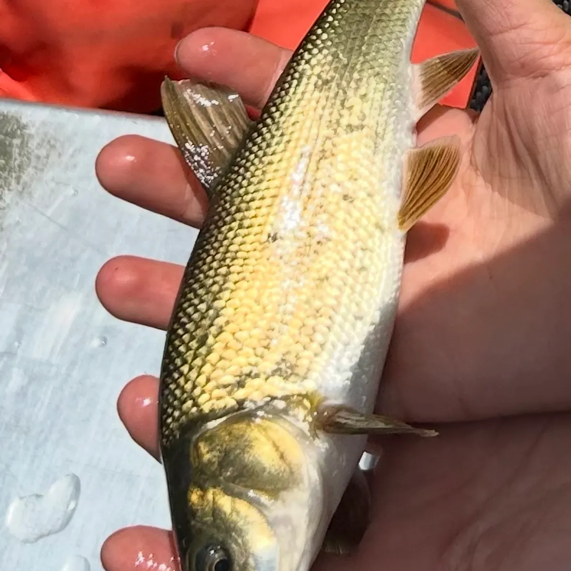 The most recent Tui chub catches on Fishbrain