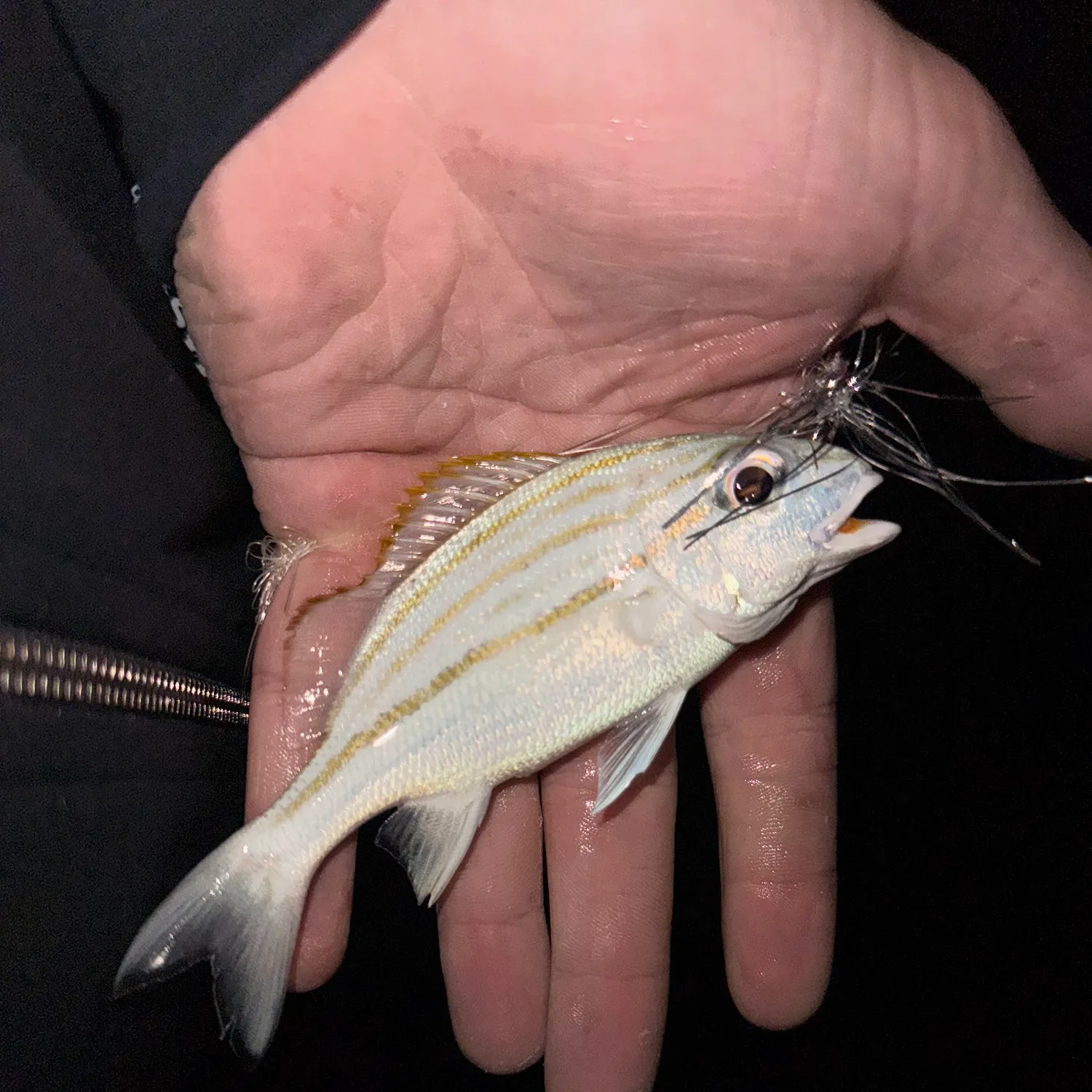 The most recent Striped grunt catches on Fishbrain