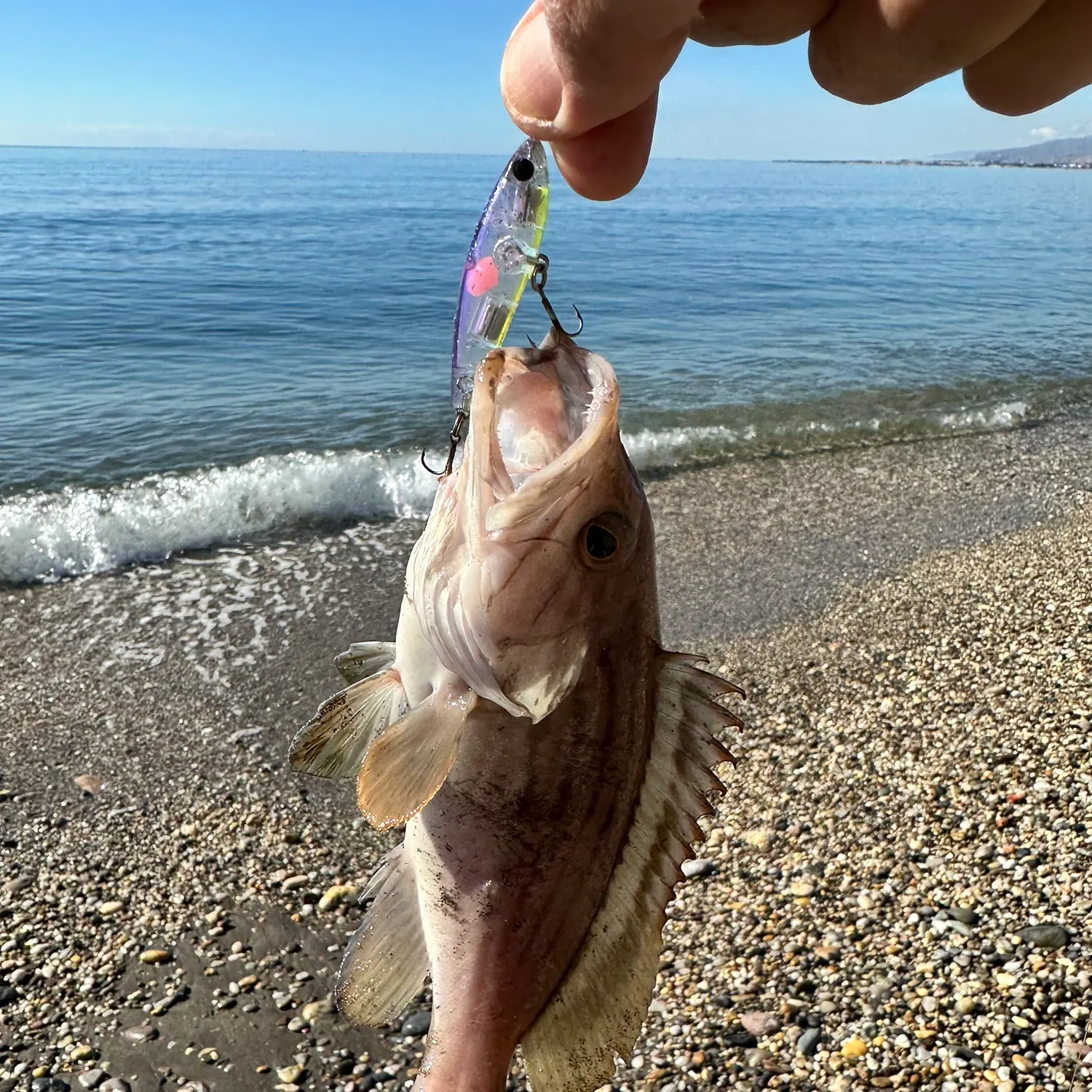 The most recent Dusky grouper catches on Fishbrain