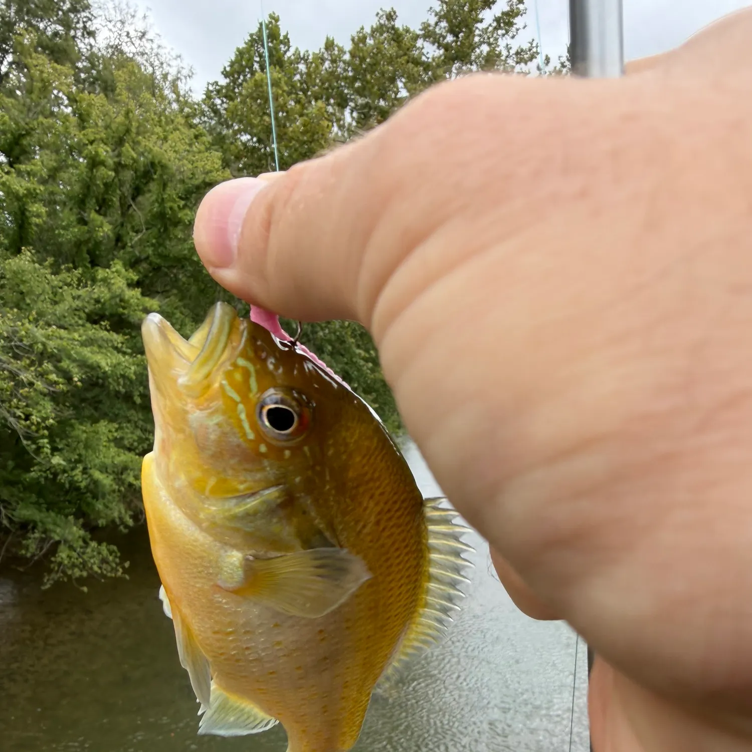Redbreast sunfish caught on Fishbrain