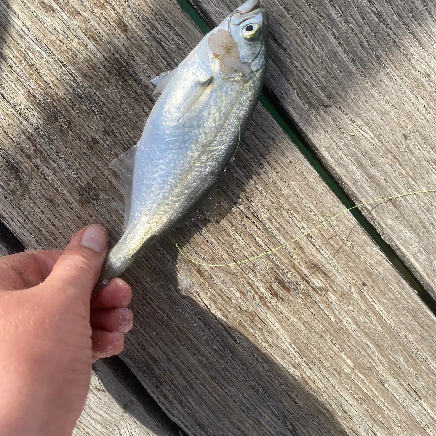 The most recent Yellowtail scad catches on Fishbrain