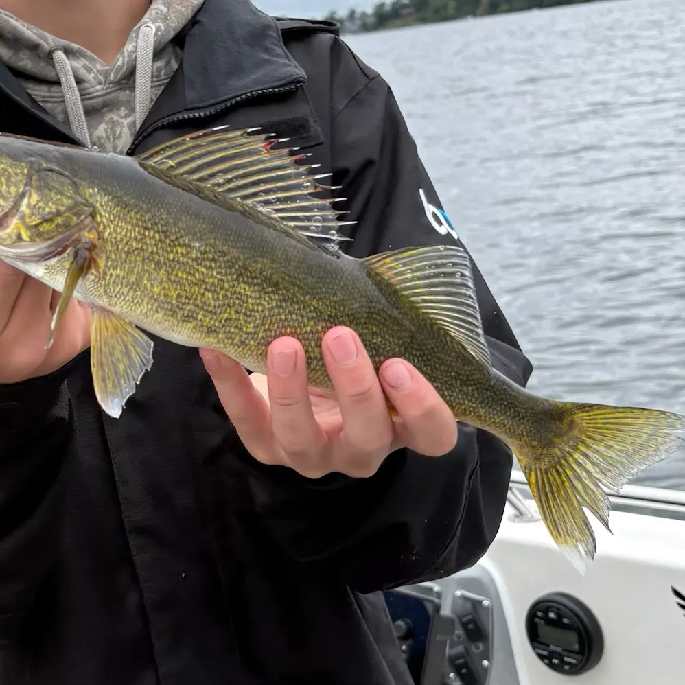 Walleye caught on Fishbrain