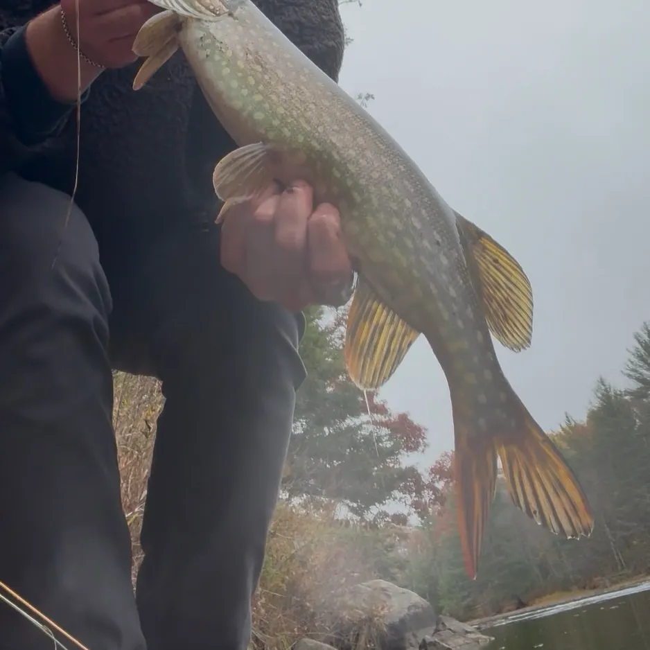 Northern pike caught on Fishbrain