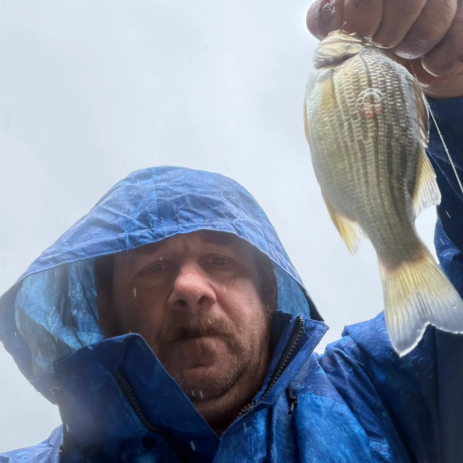 Striped bass caught on Fishbrain