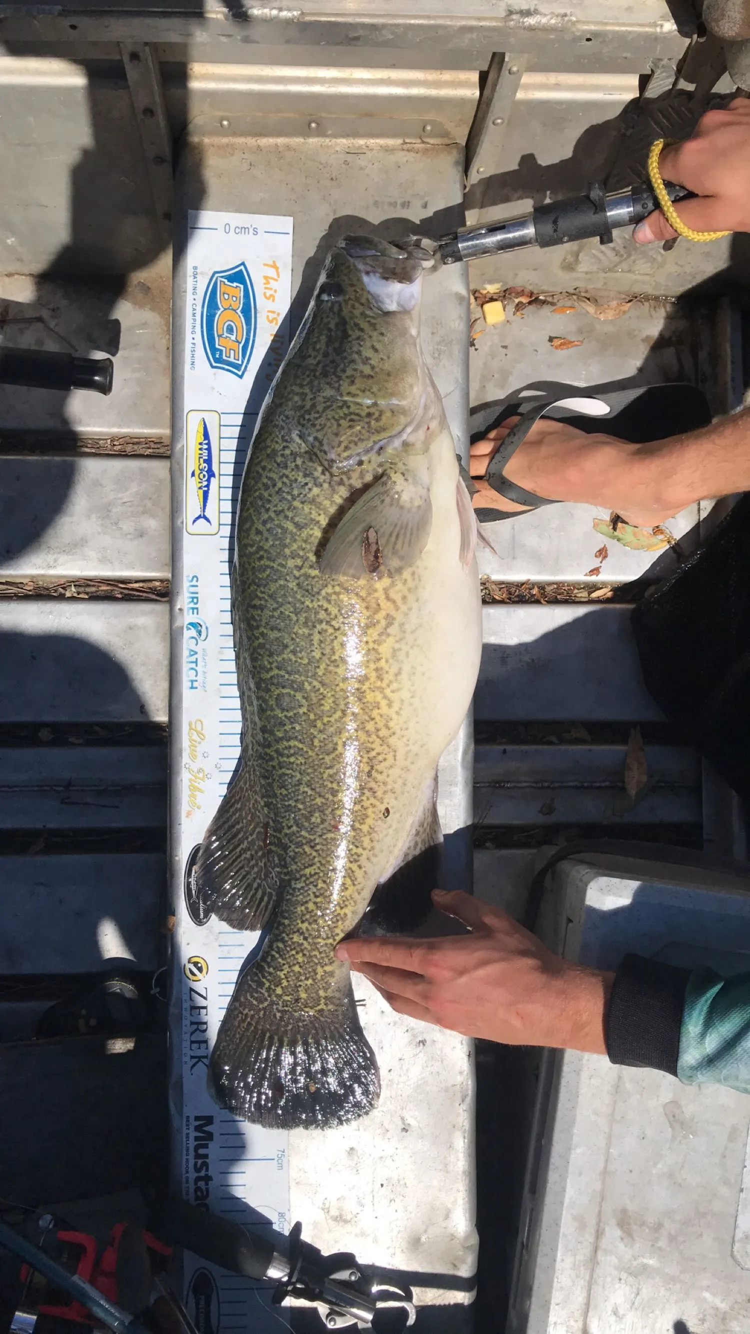 Post image from SpeedysCharters