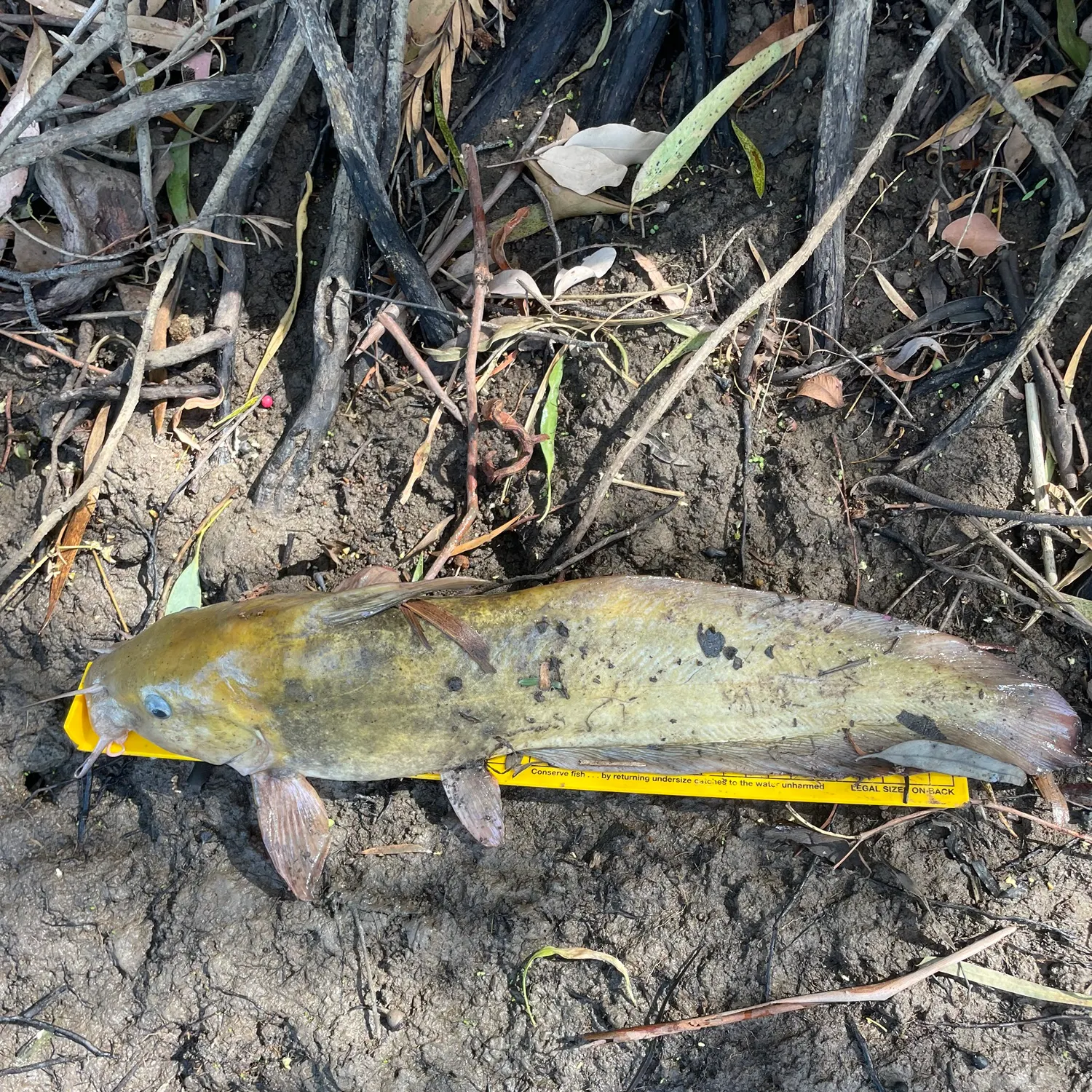 The most recent Dewfish catches on Fishbrain