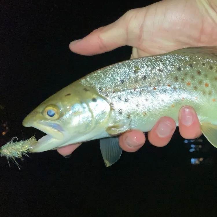 Brown trout caught on Fishbrain