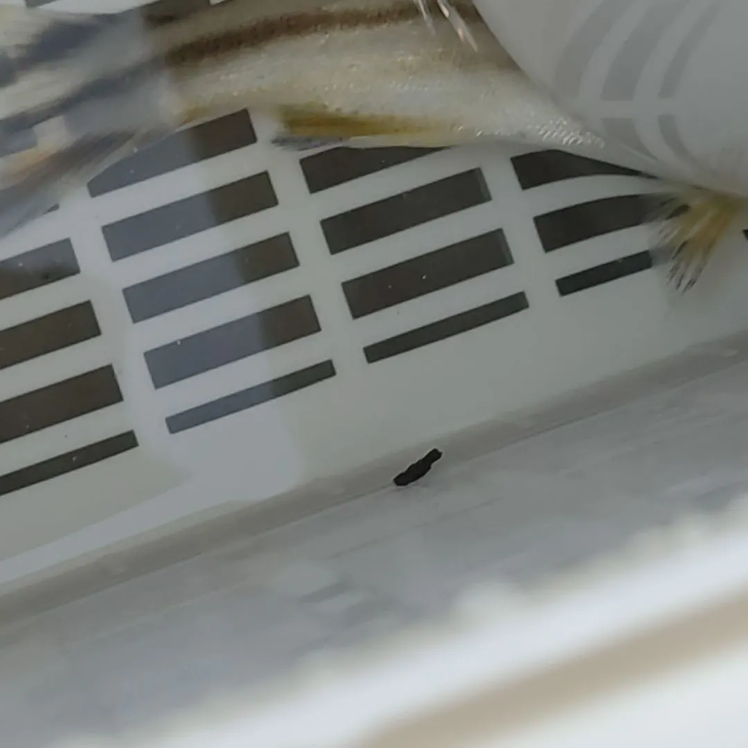 The most recent Jarbua terapon catches on Fishbrain