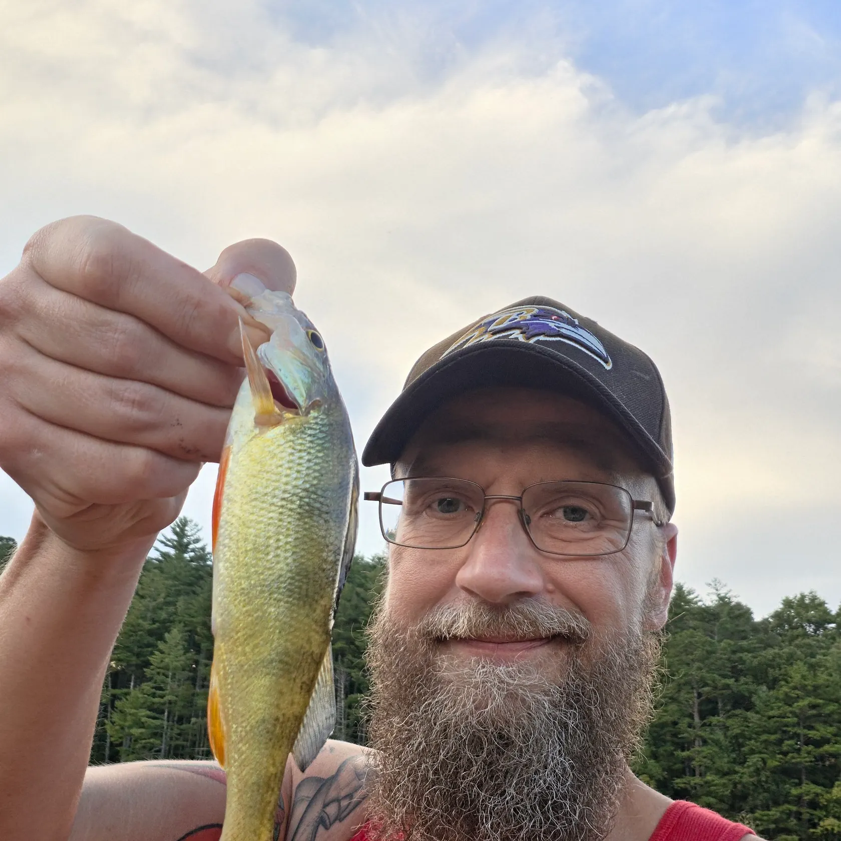 Yellow perch caught on Fishbrain