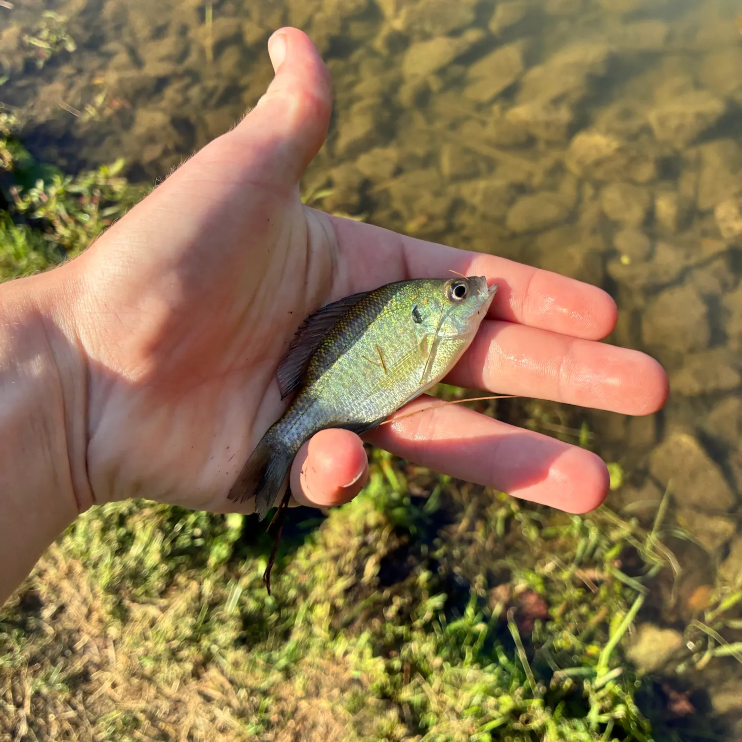 Bluegill caught on Fishbrain