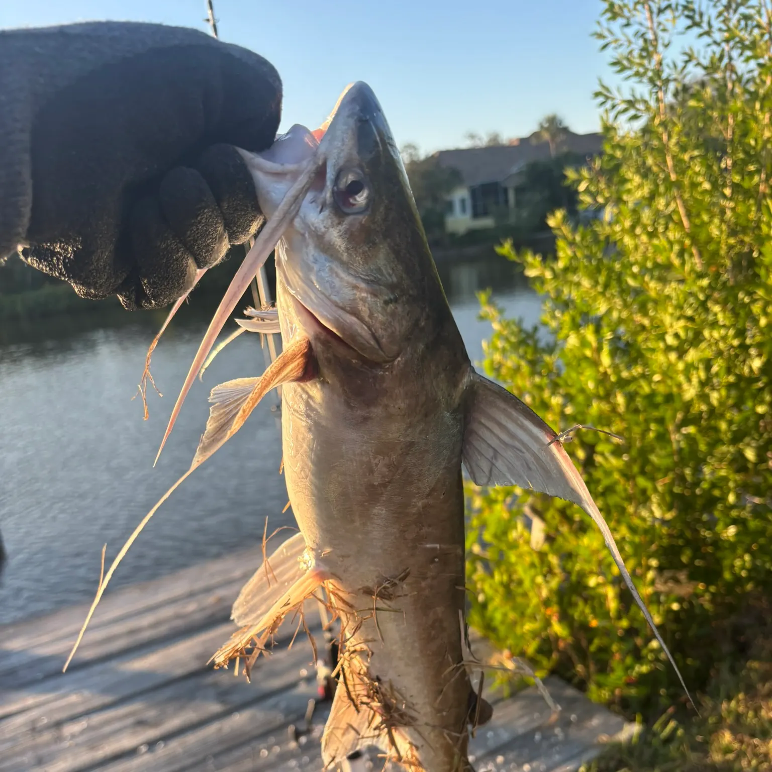 The most recent Gafftopsail sea catfish catches on Fishbrain