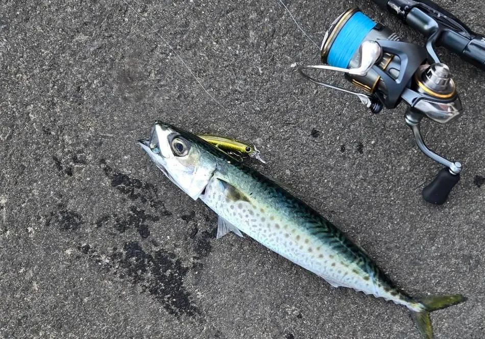 Pacific chub mackerel