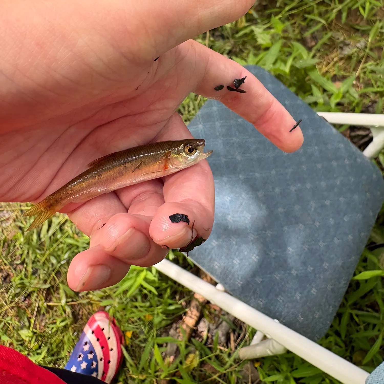 The most recent Rosyface shiner catches on Fishbrain
