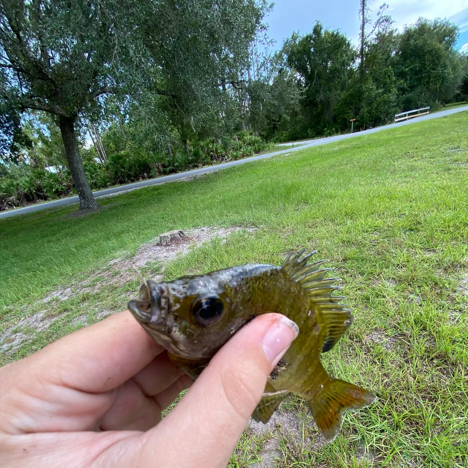 Green sunfish caught on Fishbrain