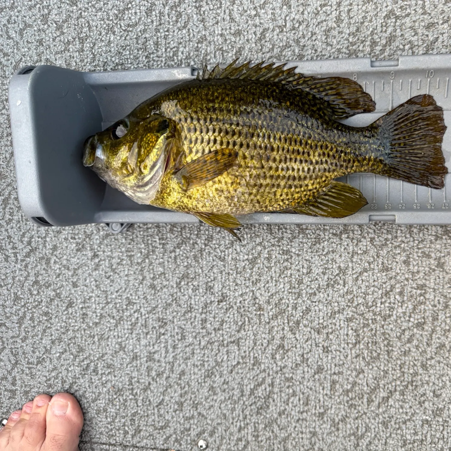recently logged catches