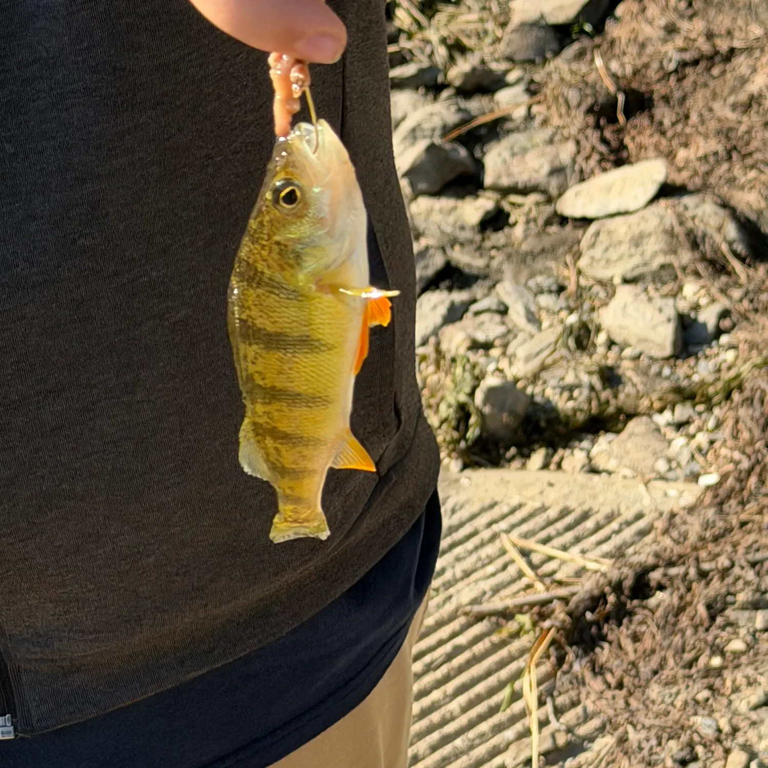 Yellow perch caught on Fishbrain