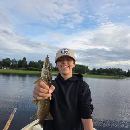 Northern pike caught on Fishbrain