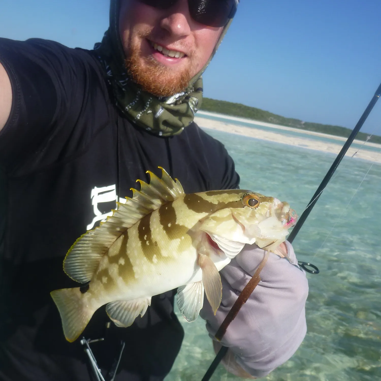 The most recent Nassau grouper catches on Fishbrain
