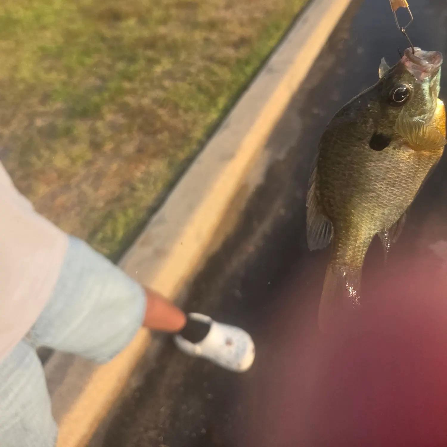 Redbreast sunfish caught on Fishbrain