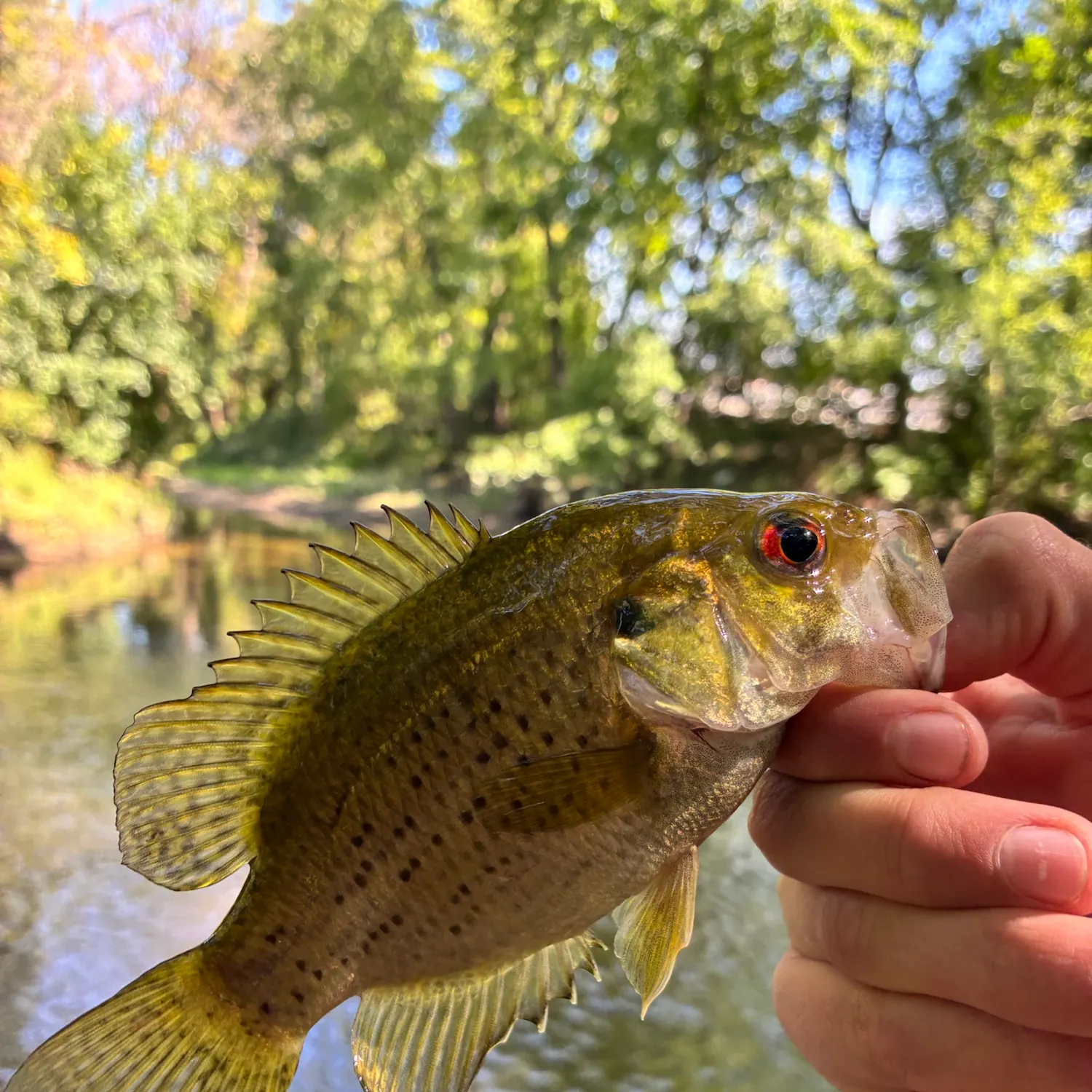 Rock bass caught on Fishbrain