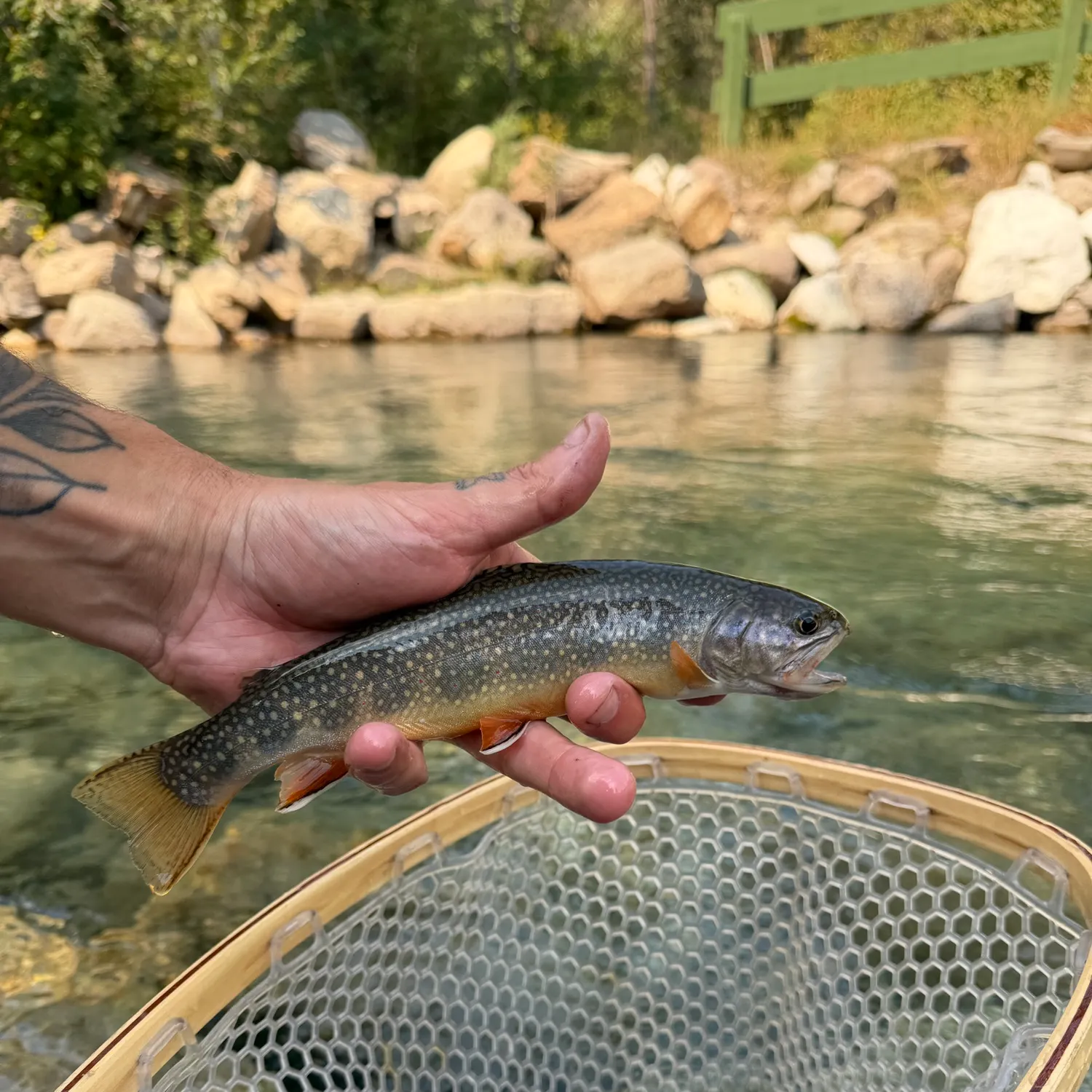 Brook trout caught on Fishbrain