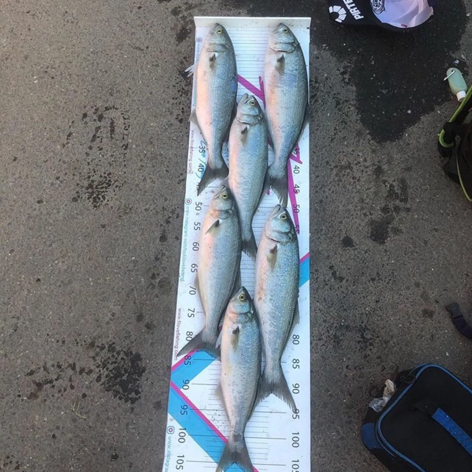 recently logged catches