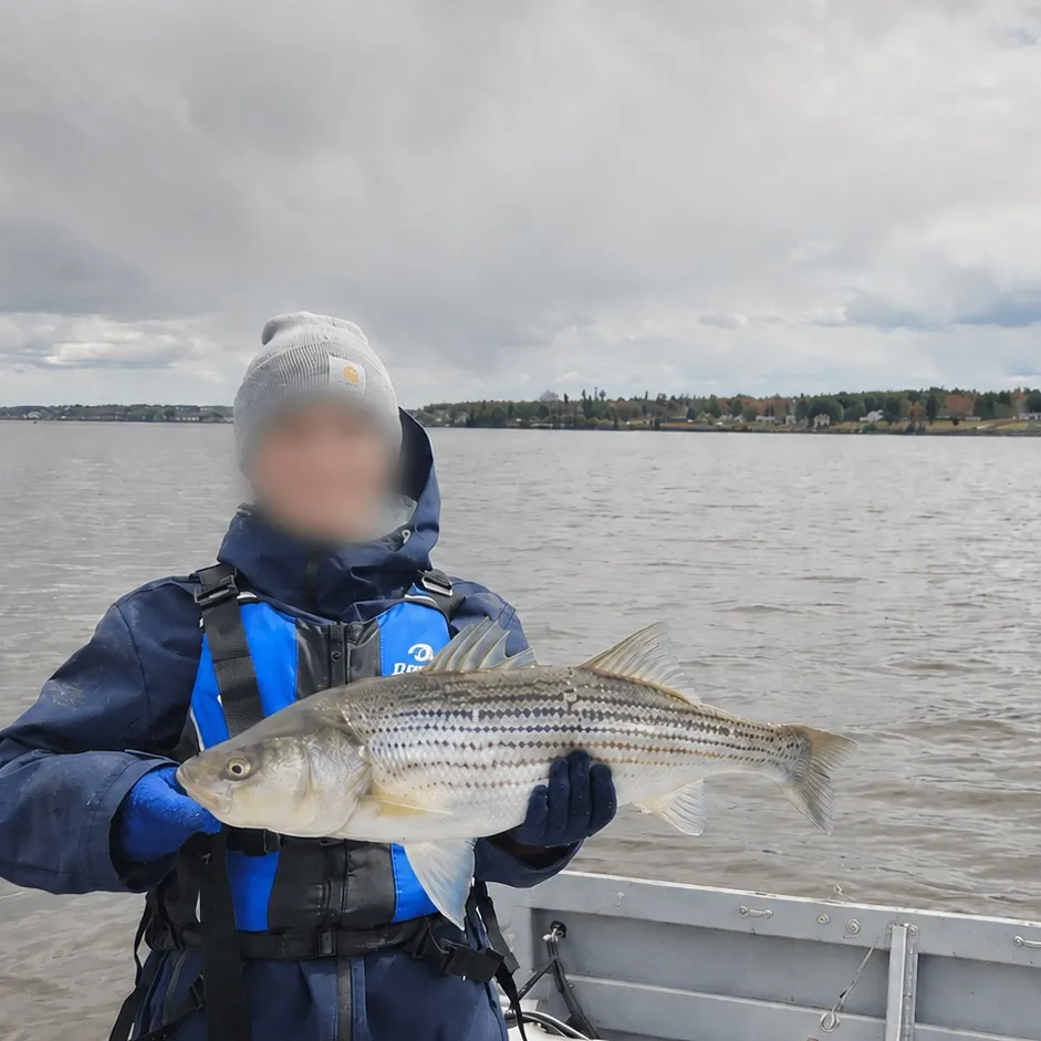 Striped bass caught on Fishbrain