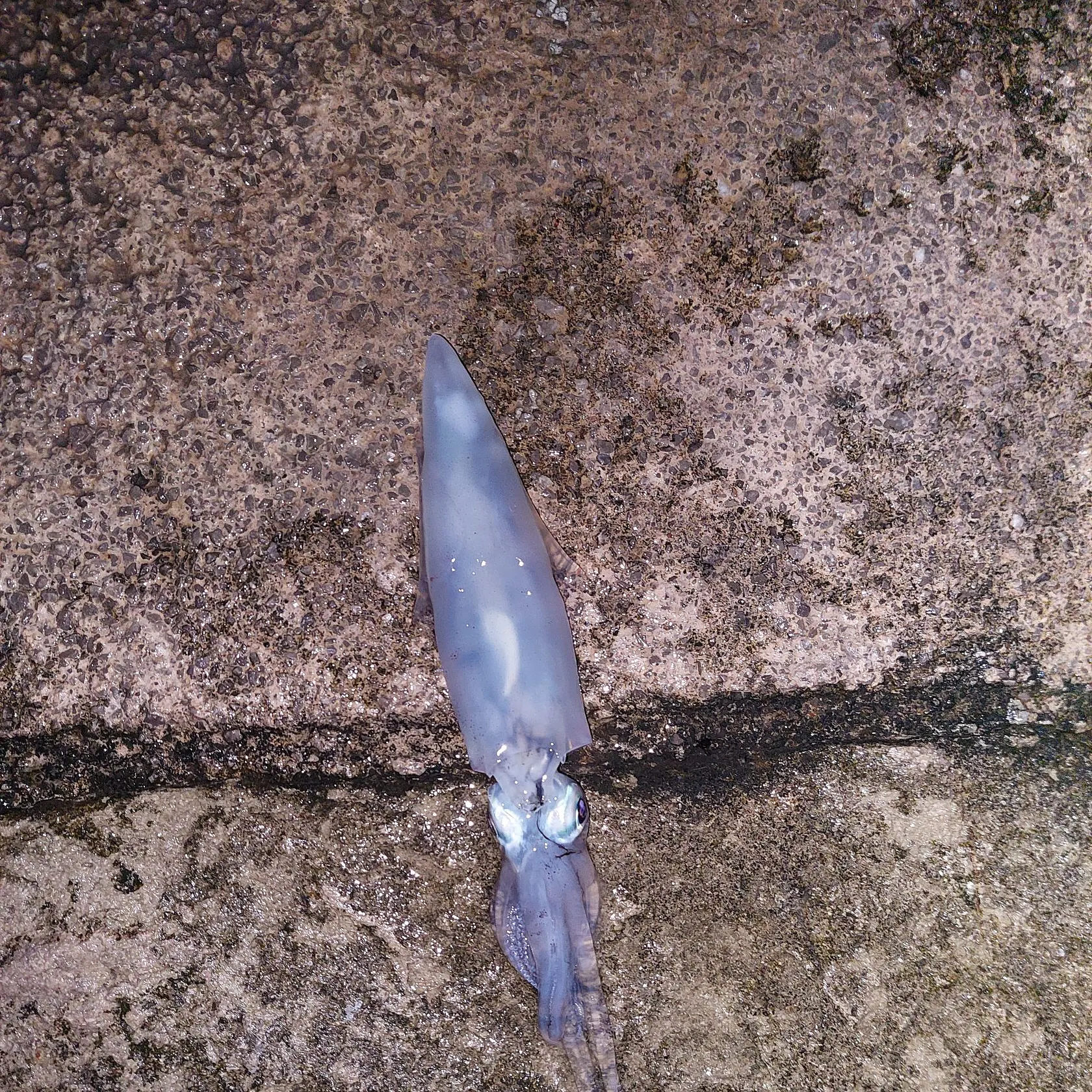 The most recent European flying squid catches on Fishbrain