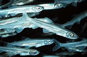 Baitfish