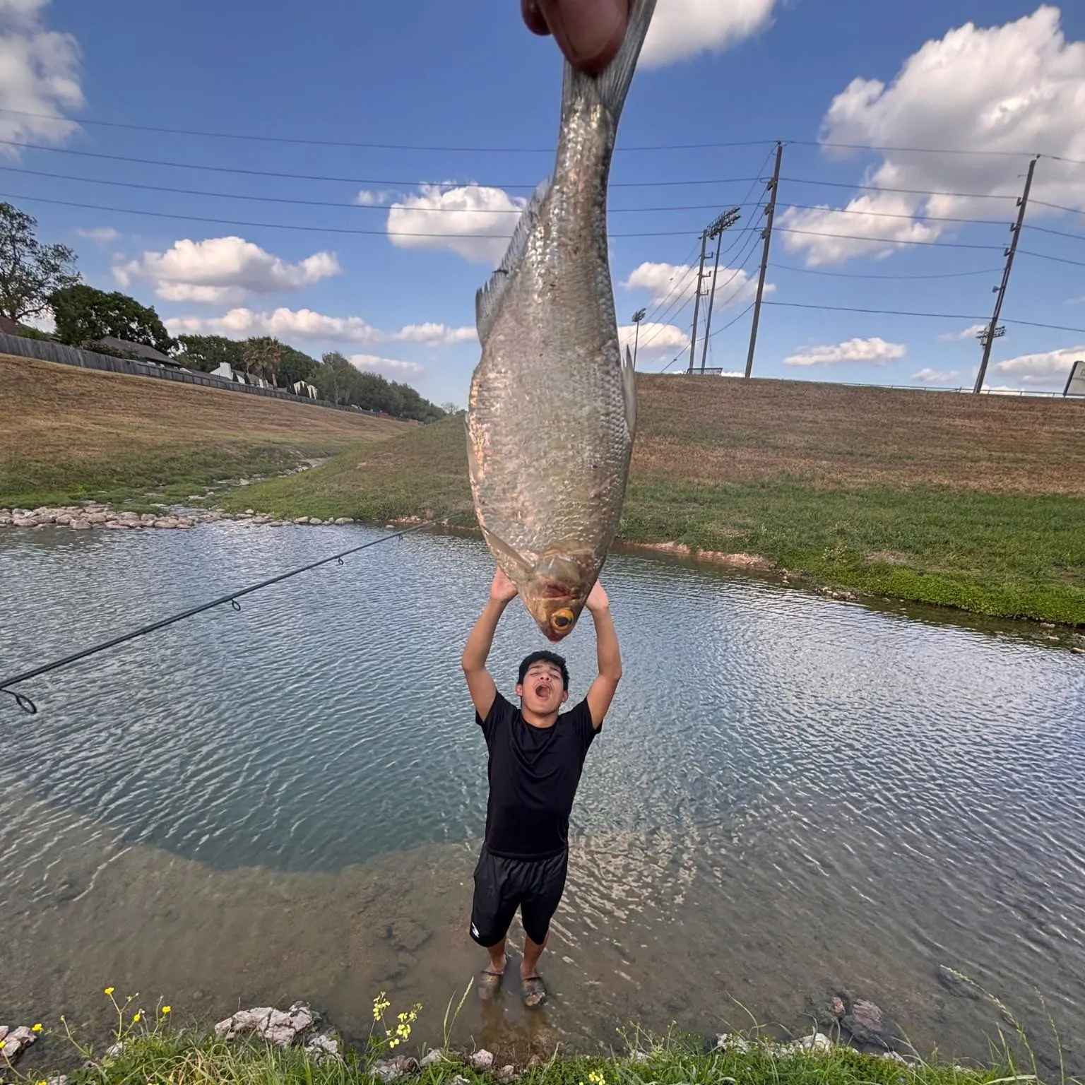 The most recent Yellow-eye mullet catches on Fishbrain