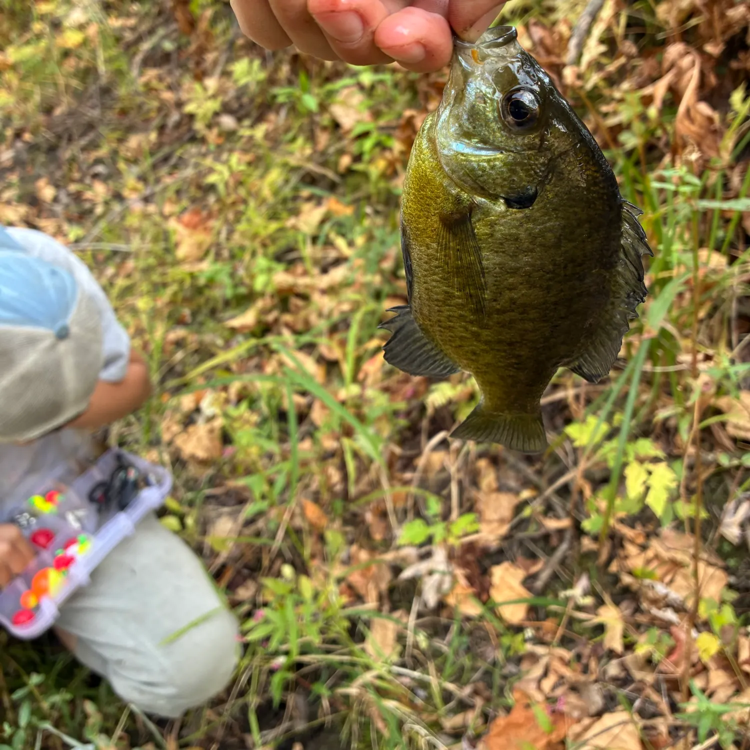 Bluegill caught on Fishbrain