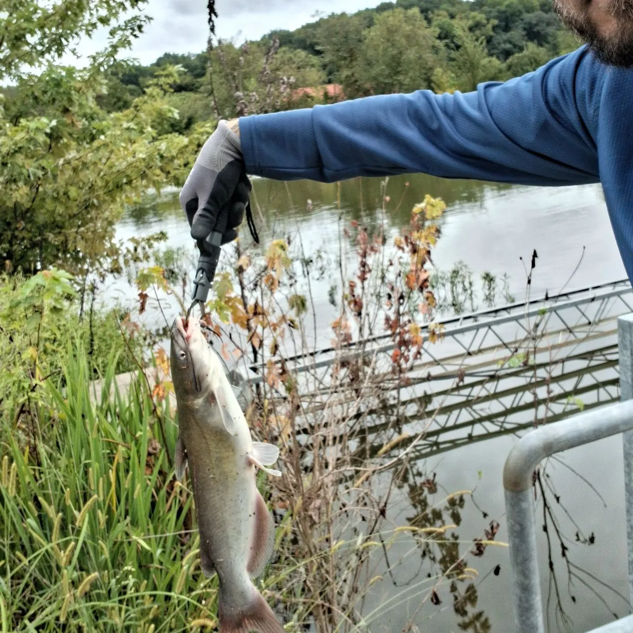 Channel catfish caught on Fishbrain