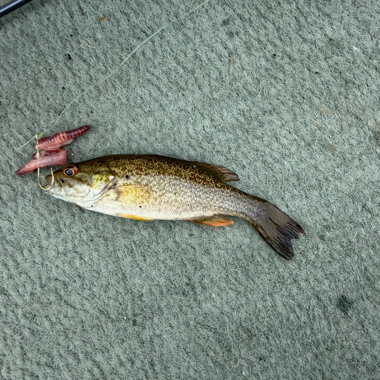 Smallmouth bass caught on Fishbrain