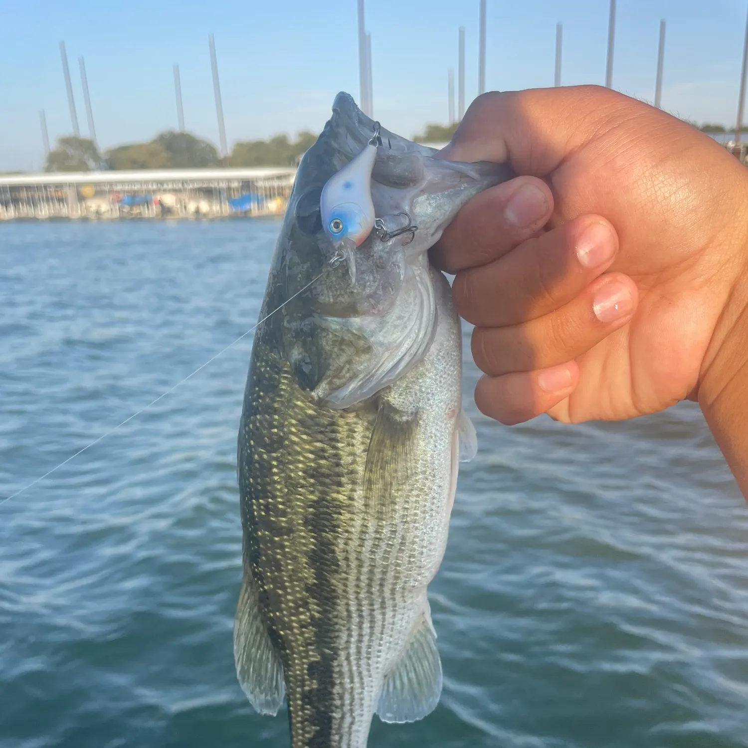 Spotted bass caught on Fishbrain