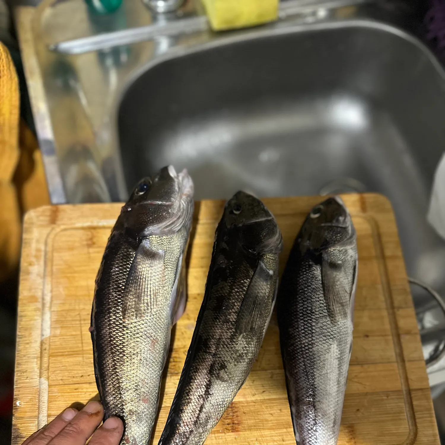 The most recent Pacific sandperch catches on Fishbrain